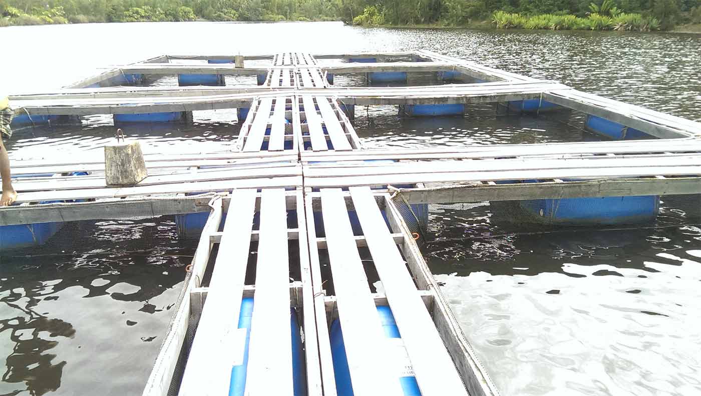 Producteur tilapia à Madagascar Tilapia de L'est